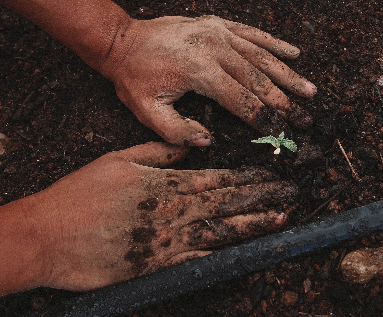 Two hands planting a seedling